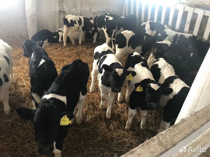 Бычки и телочки