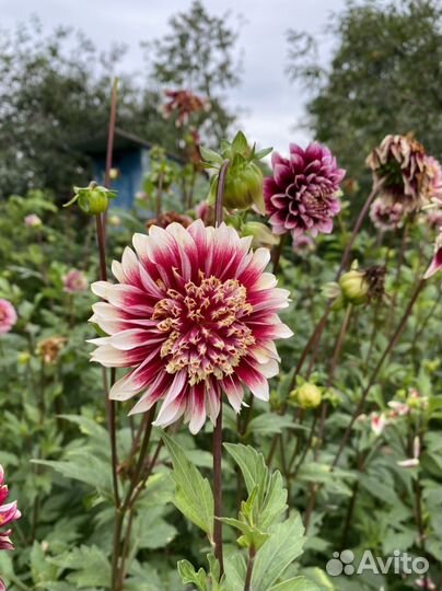 Георгины клубни