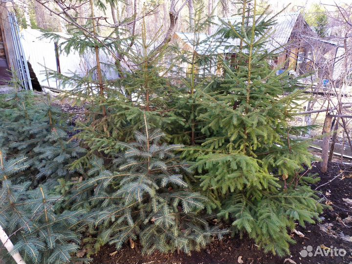 Ель голубая