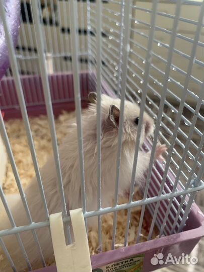 Сирийский хомяк бесплатно