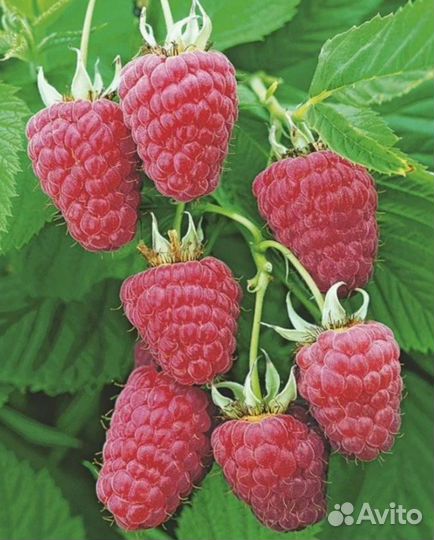 Малина Поклон Казакову ремонтантная