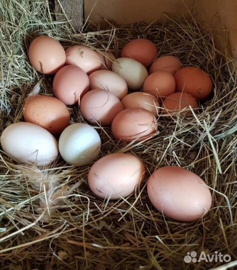 Домашние куриные яйца