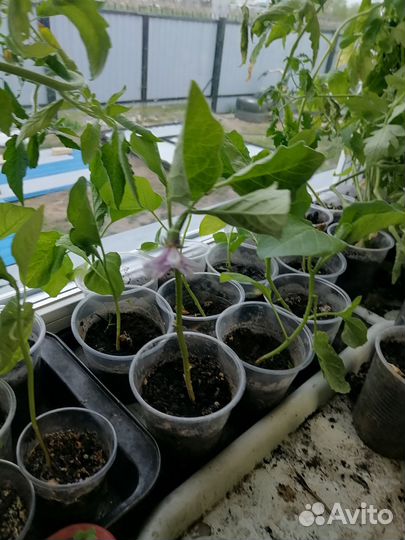 Рассада помидор