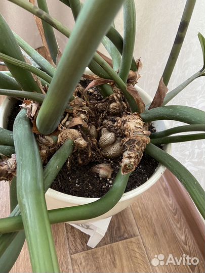 Замиокулькас