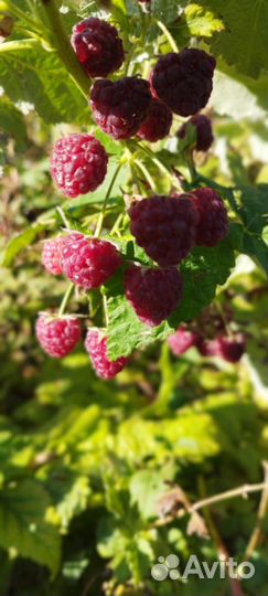 Саженцы ремонтантной малины