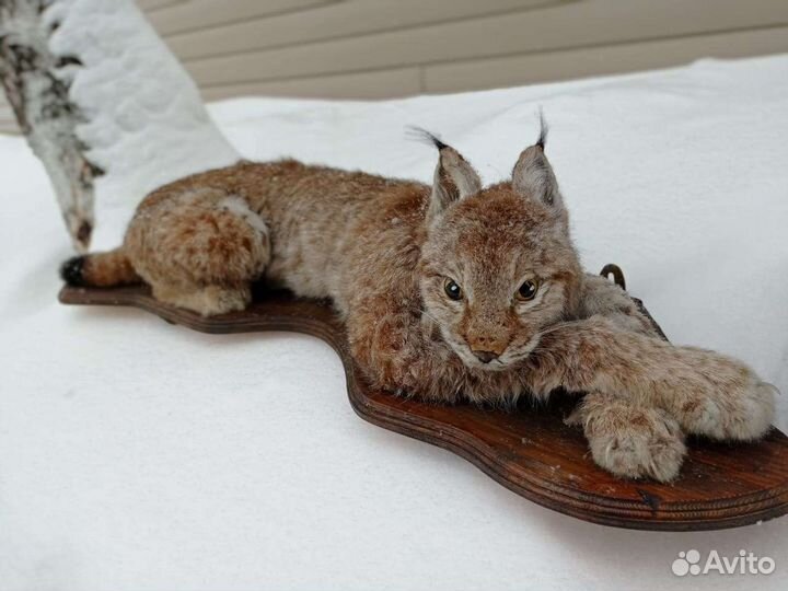 Имитация рыси