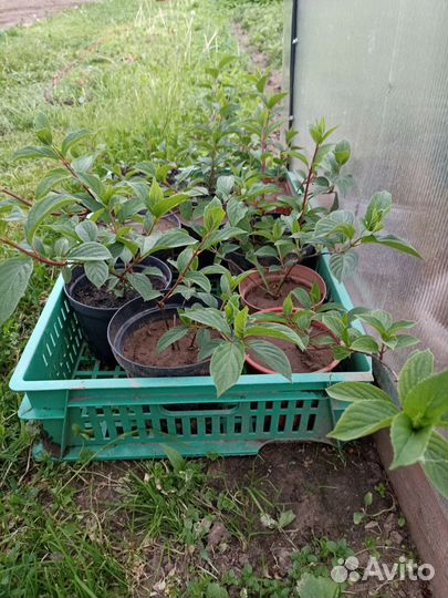 Гортензия, ирисы