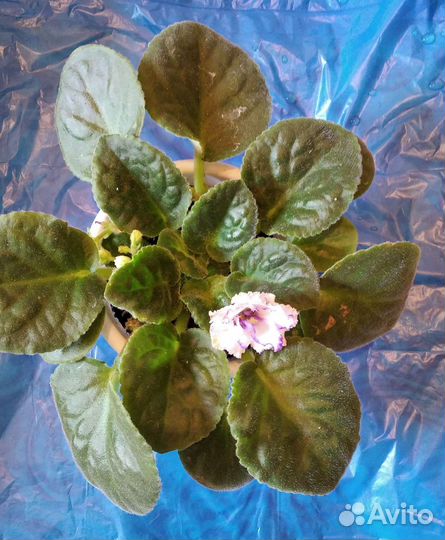 Продается цветы