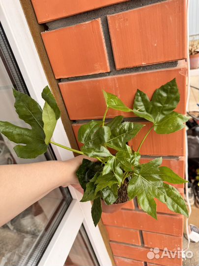 Фатсия японская