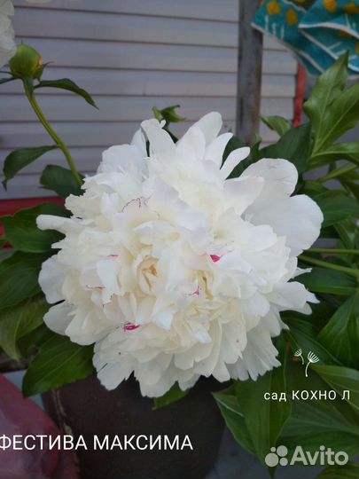 Саженцы пионов