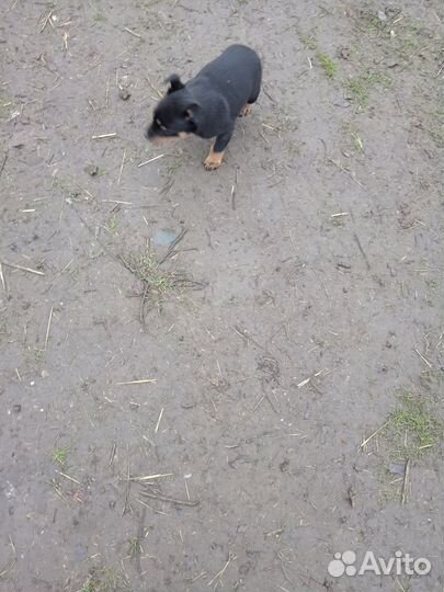 Щенки австралийский келпи