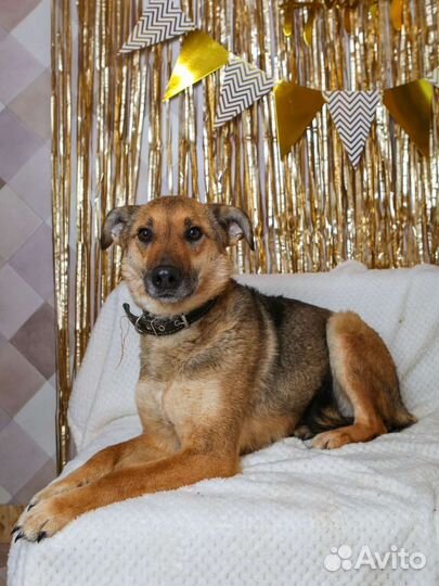 Небольшая милая собака в добрые руки бесплатно