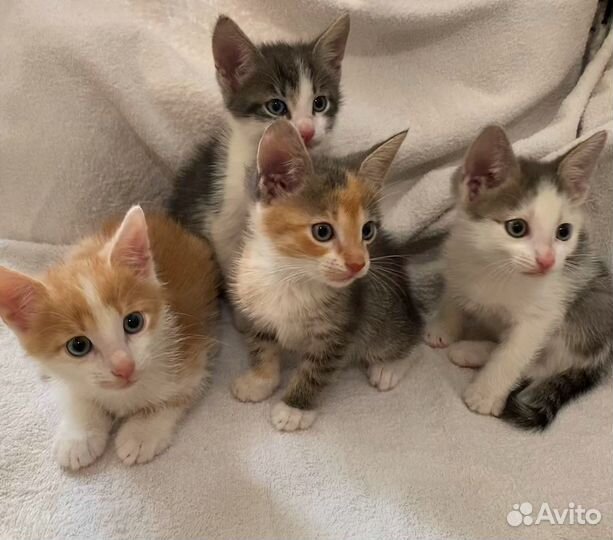 Рыжий котенок мальчик