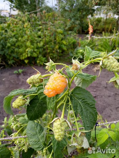 Саженец ежевики, малины жёлтой Оранжевое Чудо