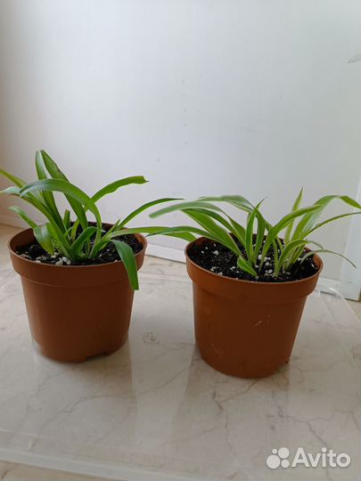 Хлорофитум