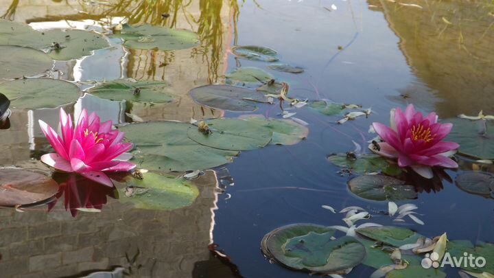 Нимфея водяная