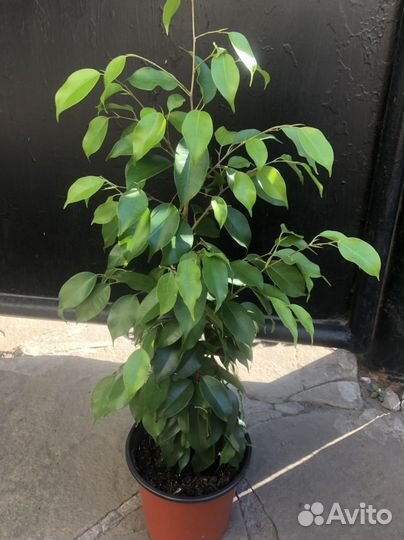 Фикус бенджамина