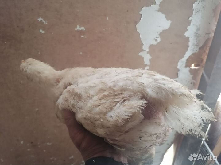 Домашние куры бройлеры