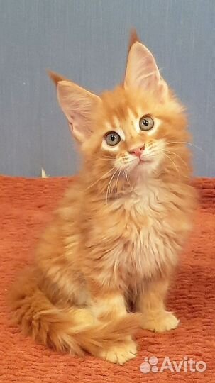 Котята мейн-кун