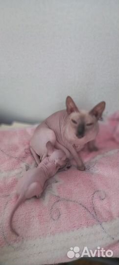 Кошки