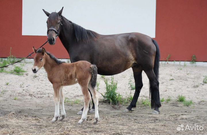 Лошадь кобыла