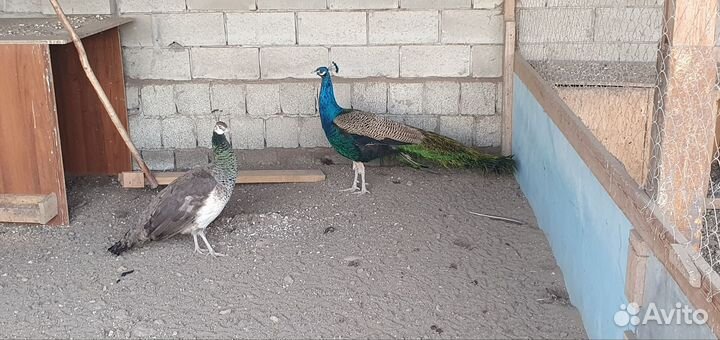 Семья павлинов