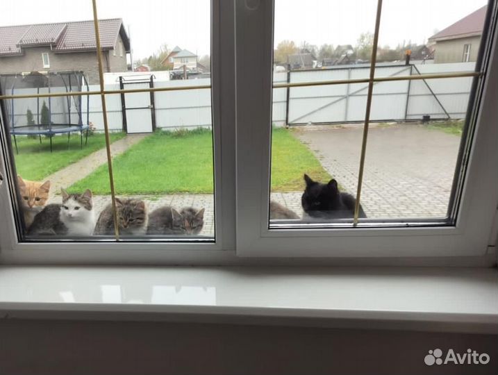 Замерзают котята
