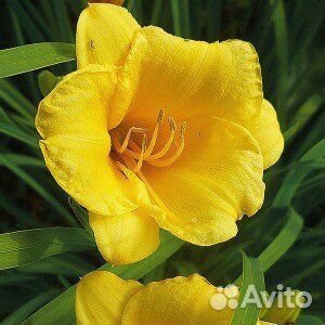 Лилейник stella ле оро