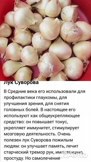 Лук Суворова. Рокамболь