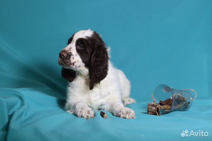 Щенки английского спрингер спаниеля