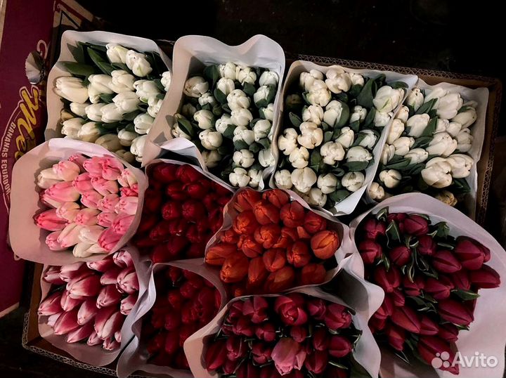 Тюльпаны опт