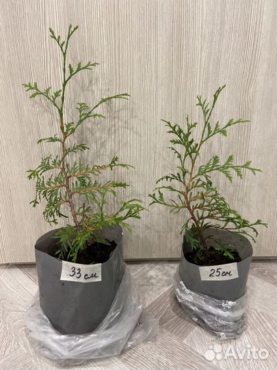 Туя брабант