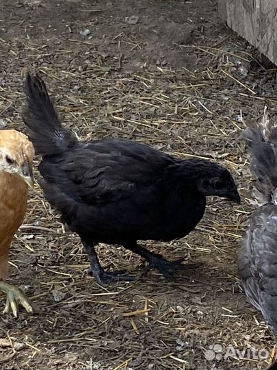 Куры молодки