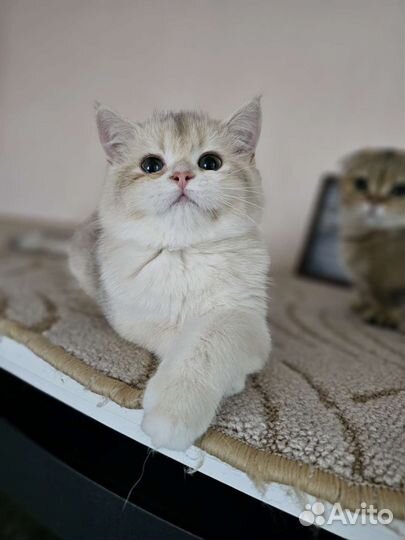 Золото для Вас