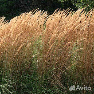 Вейник остроцветковый