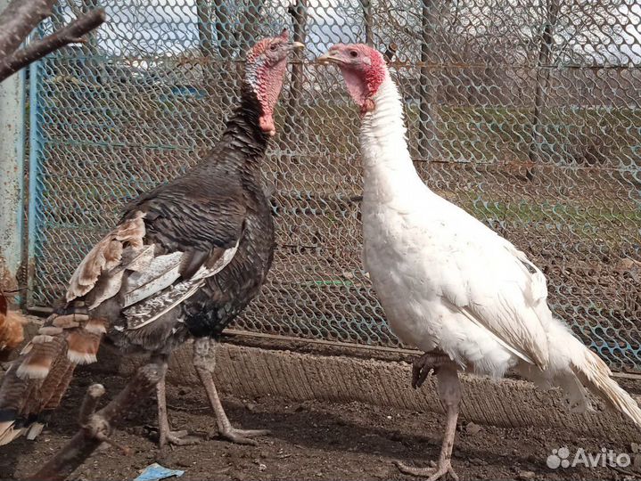 Индюки и индюшки