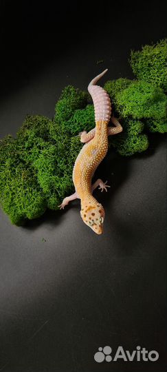 Ящерица эублефар