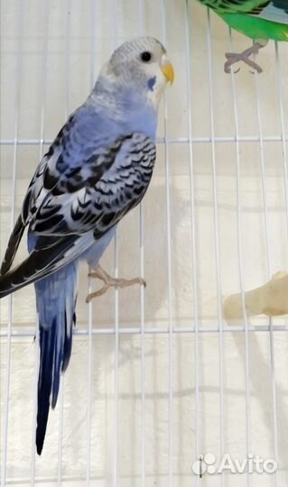 Птенцы волнистый попугай