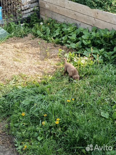 Щенки маламута