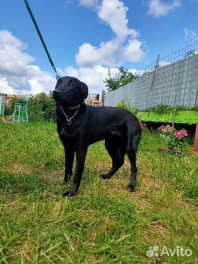 Отдам девочку