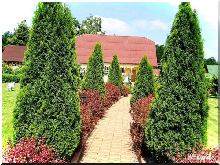 Туи Смарагд