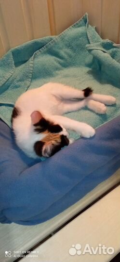 Кошка котенок