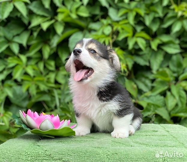 Щенки Вельш Корги