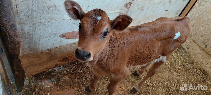 Телка джерсейской породы