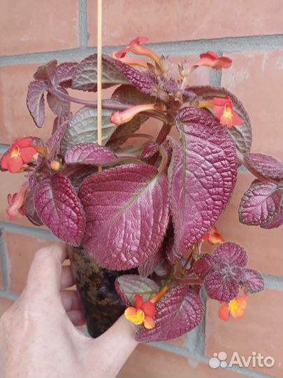 Филодедрон Краснеющий и др