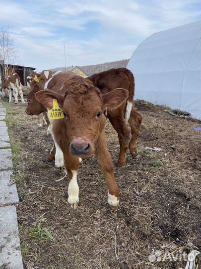 Телята мясное