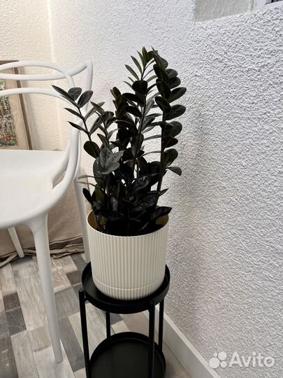 Замиокулькас Black Raven