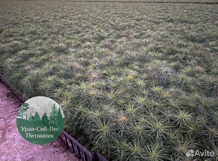Зкс Сосна сеянцы Ели Лиственницы окс Голуб Горная