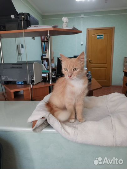 Кошечка в добрые руки