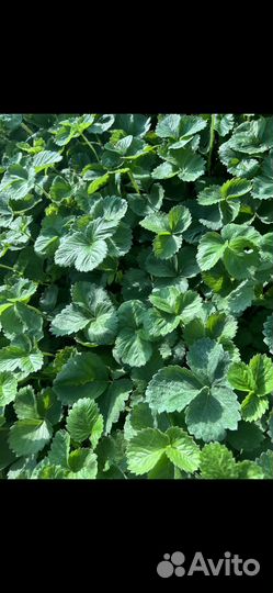 Рассада клубники